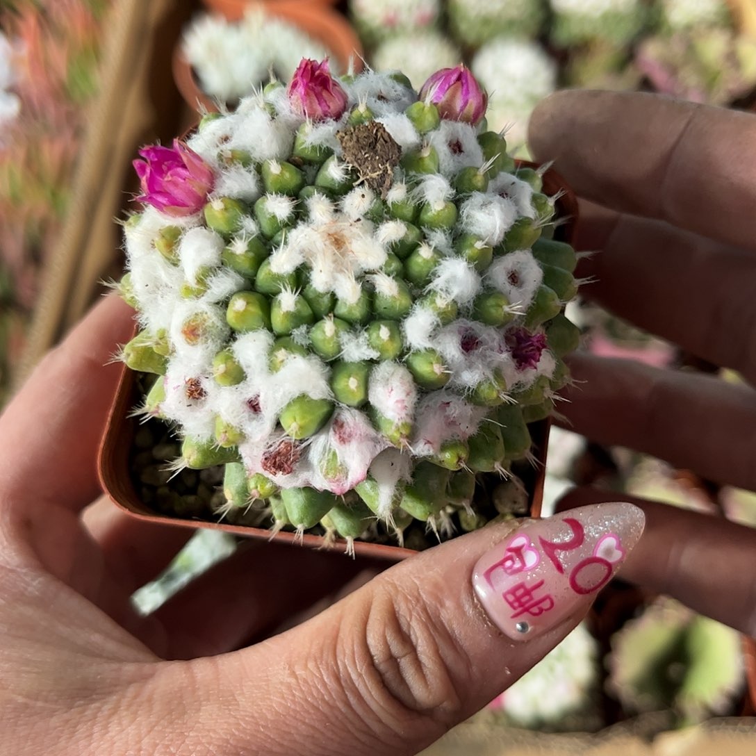 雪糕单头精选发货有根