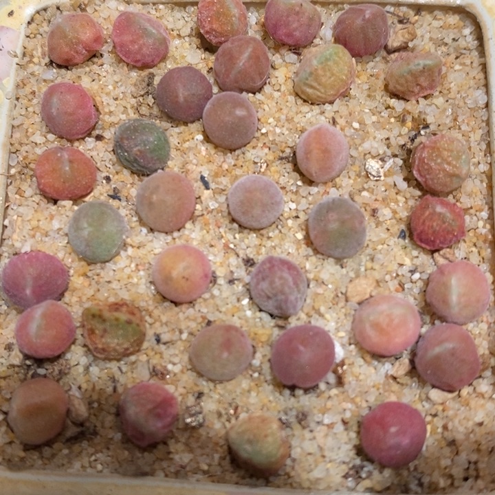 短耳姬大眼睛空蝉一颗