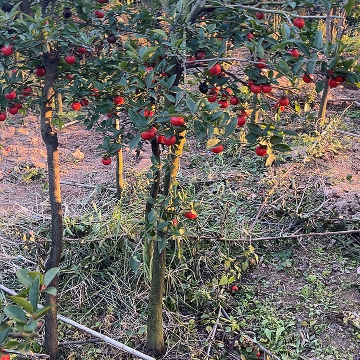 宁***远无花朵金弹子地景桩