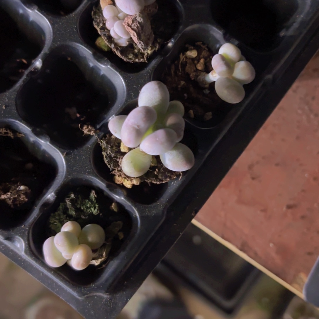 黄金鸡蛋一颗量拍