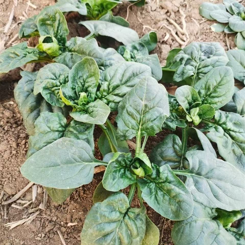 陕西趴地新鲜菠菜现挖露天厚叶农家种植