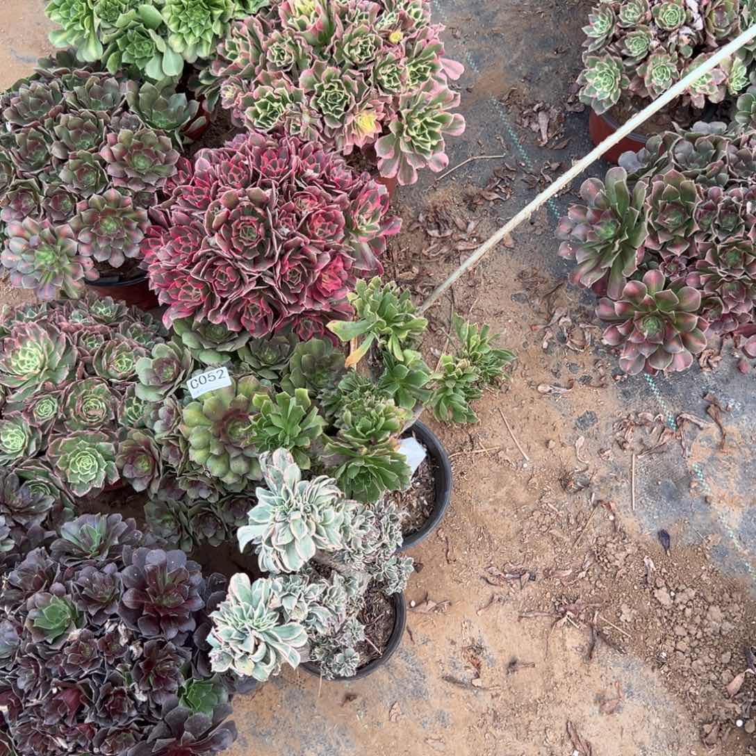 爽****052十颗组合多肉植物法师