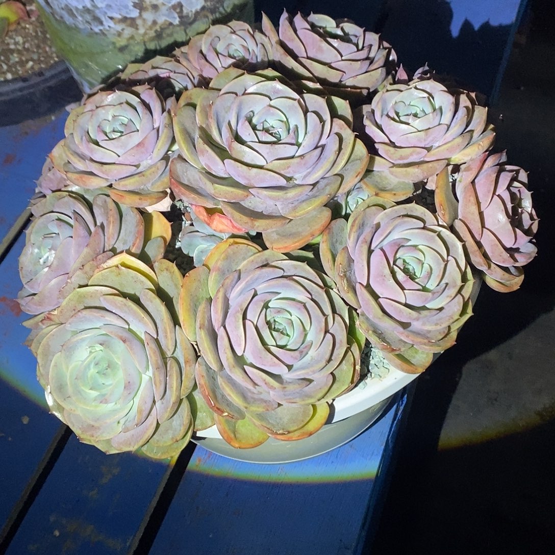 阑***院蓝色苍鹭多肉植物包邮到家