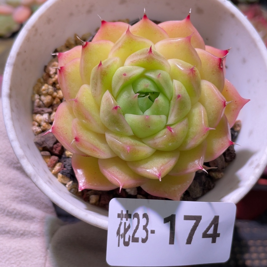 花利美23-174麦秆