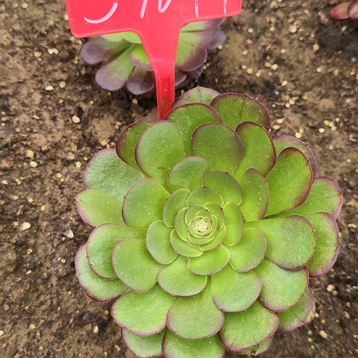 3-1647雨荷多肉法师