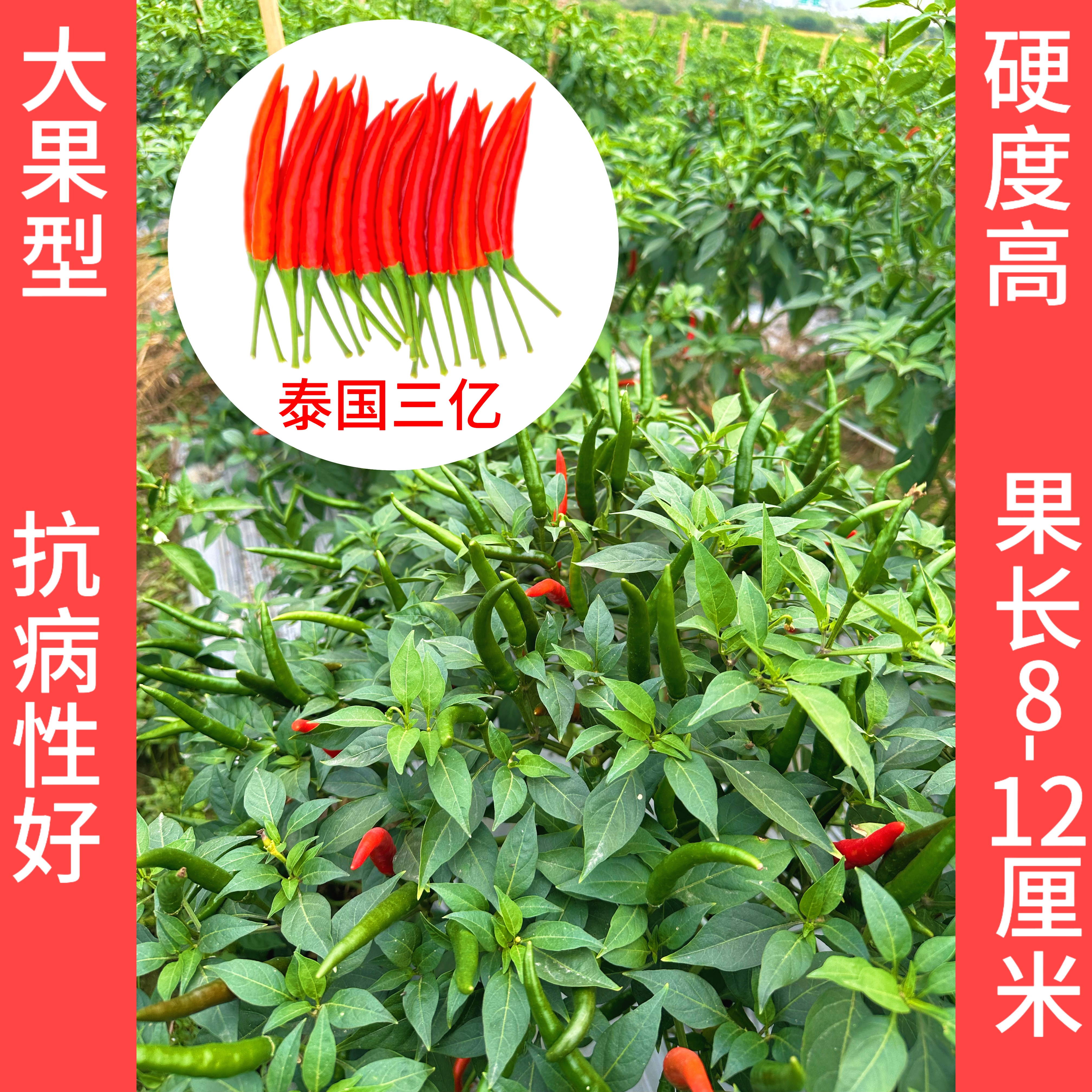 泰国三亿秋种朝天椒种子高抗高产大果型辣椒籽种植户