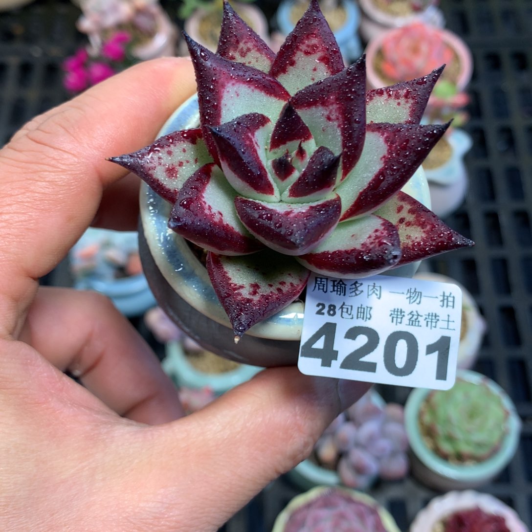 精控多肉植物4201