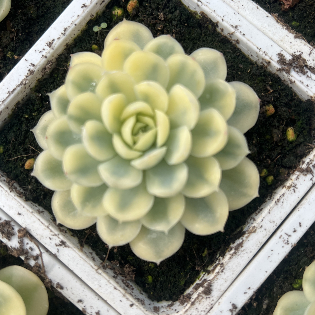 草莓冰锦多肉植物带盆适合办公室阳台绿植