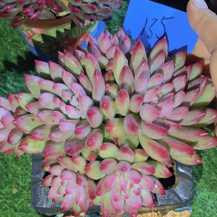 你是怎么对的你就