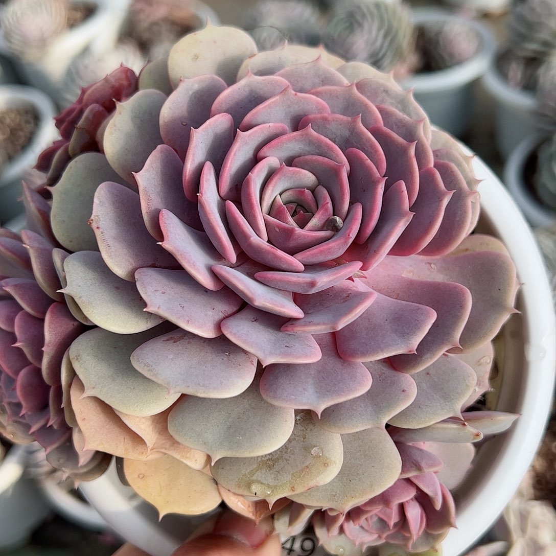 粉蝶单头带仔三头起