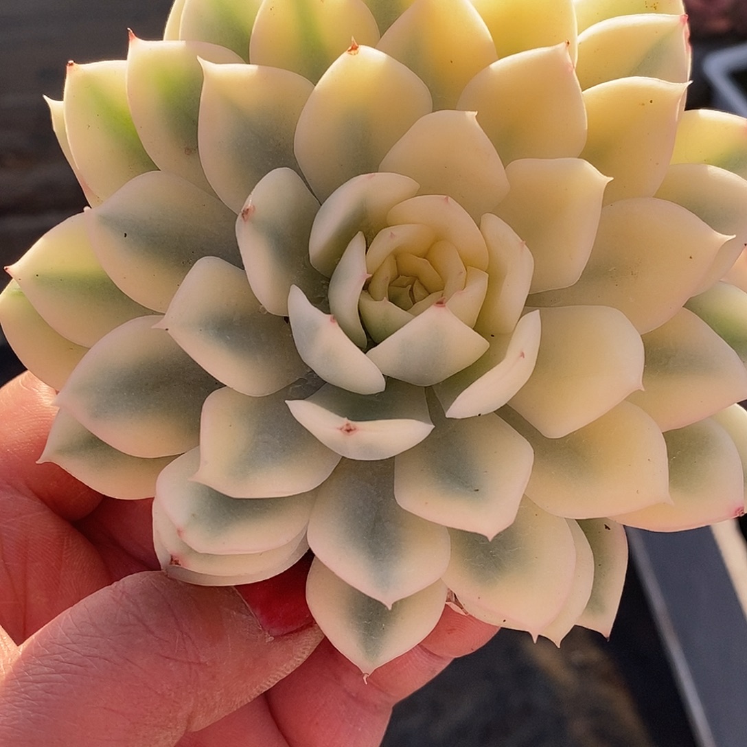 731月亮哈哈哈哈哈哈