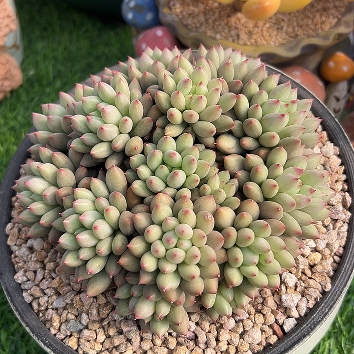 多肉植物 岩字群生