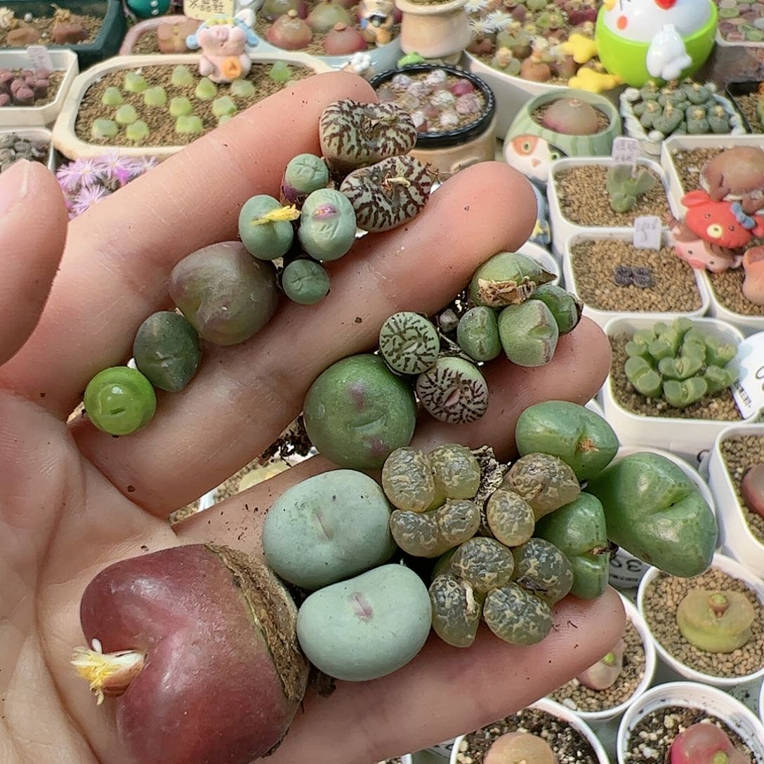 【闪购商品】182 秒
