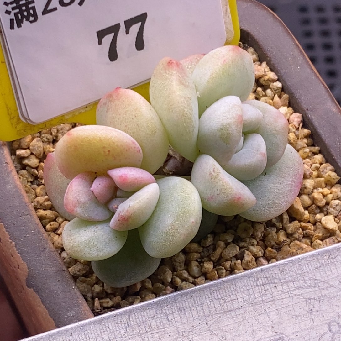 877冰玉石化锦带锦多肉