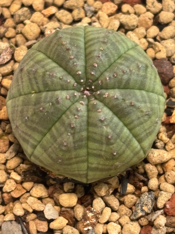 实生白肌神玉布纹球尺寸2.4仙人球