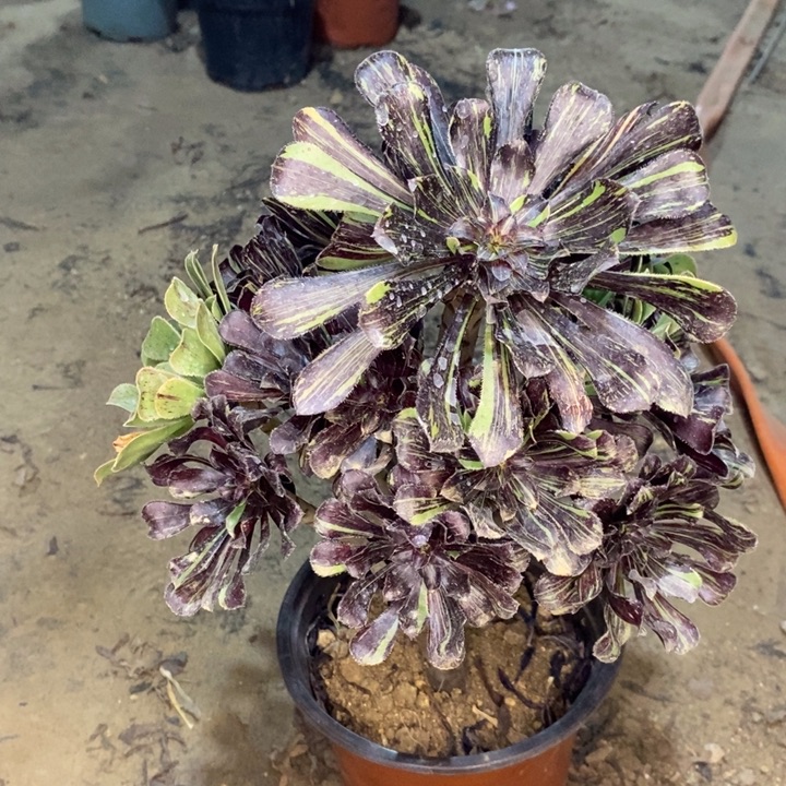 水墨丹青多肉植物20