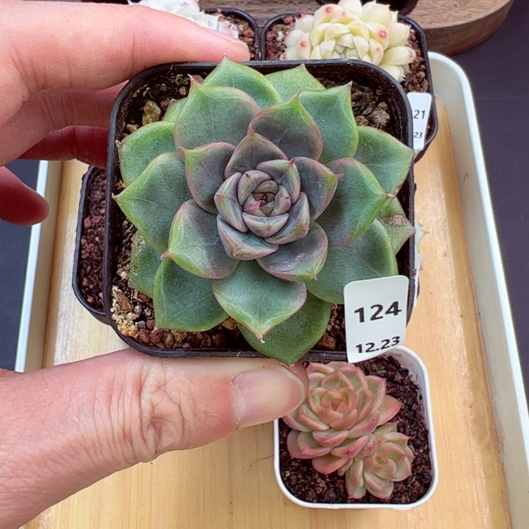 好好看124、哈哈哈哈哈