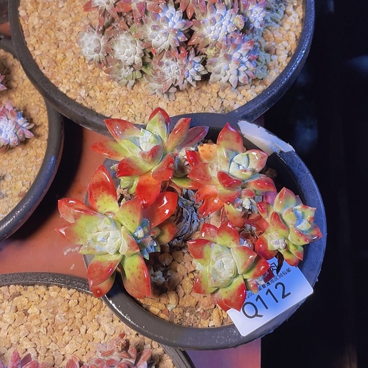 小鹿多肉一物一拍112