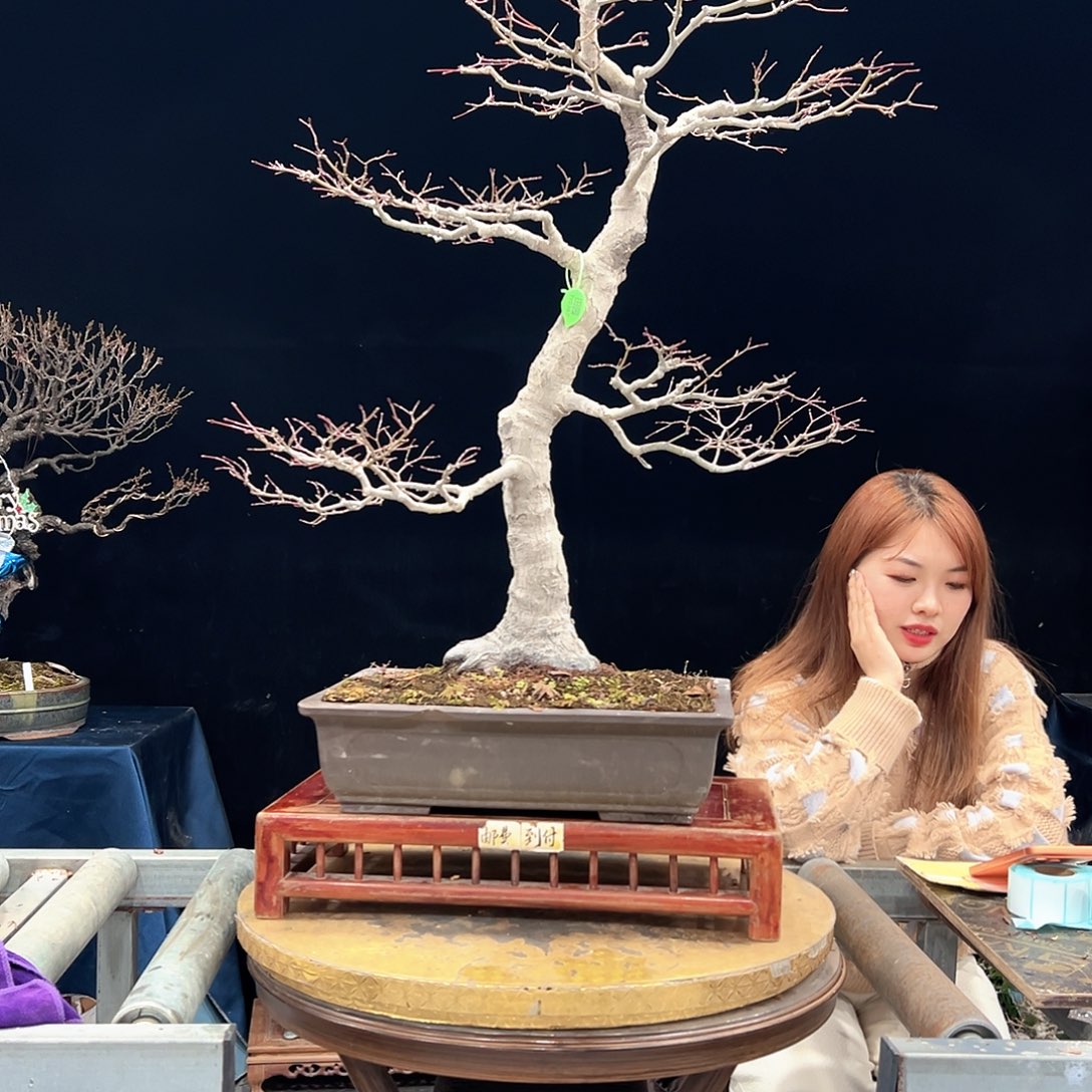 远***航无花朵杜鹃花的诗作是