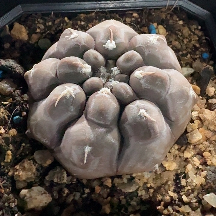 铅皮裸鄂实生仙人球