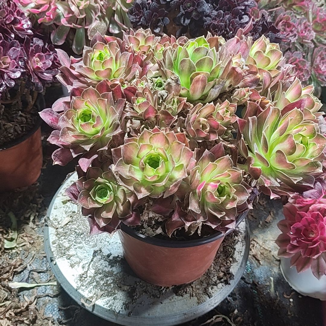 9韶华老庄法师故事法师