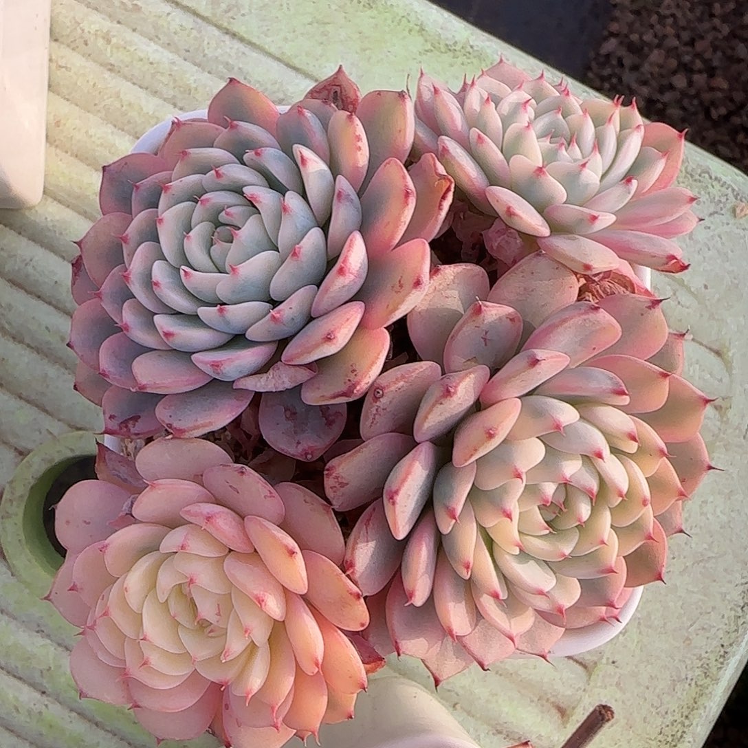 姬莲锦不带盆土发