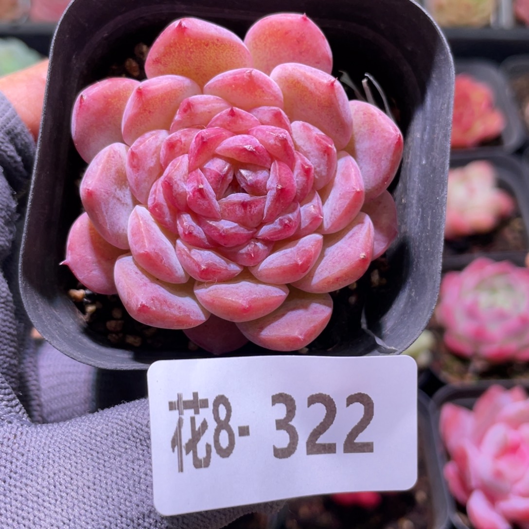 花利美8-322果汁  