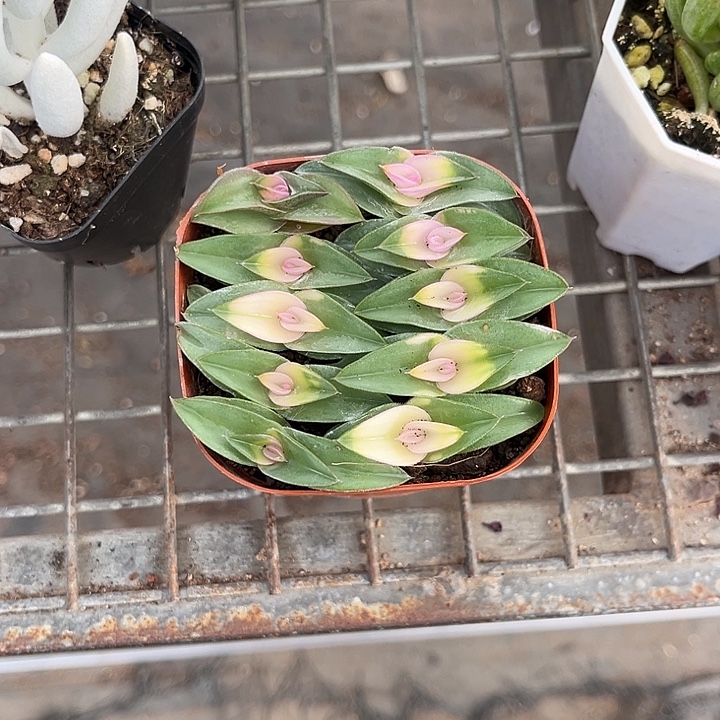 我也不知道我为什么要这样