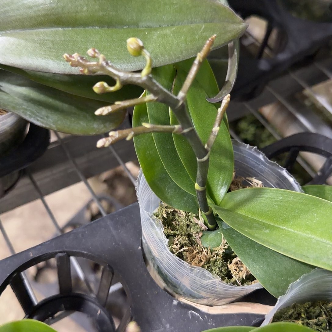 无花朵2.8小美人侧枝