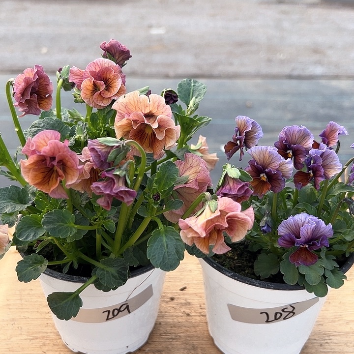 红陶抖音直播闪拍208-209