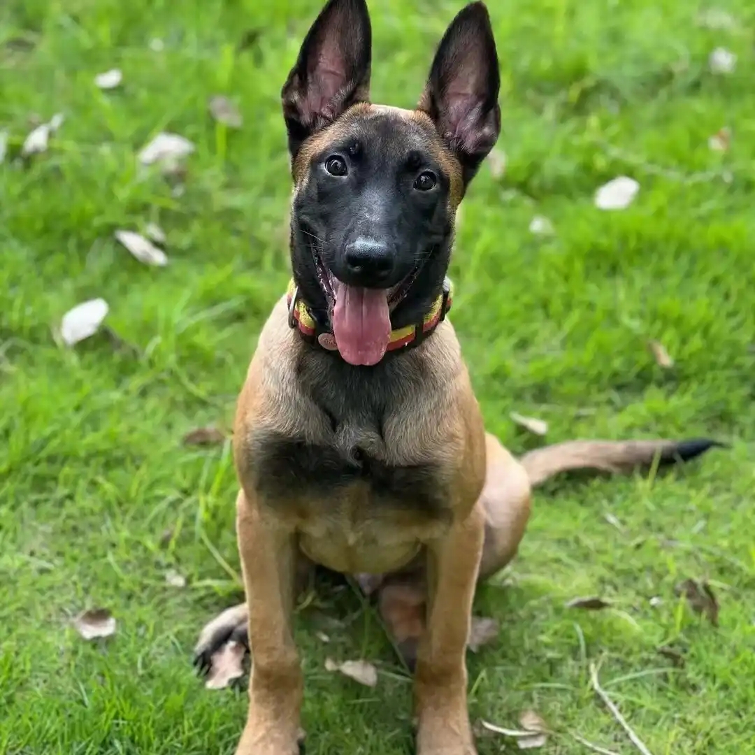 刘哥教你如何跳马犬