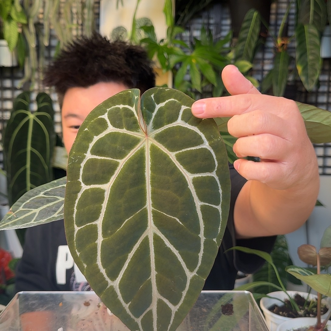 完全开放南美水晶杂红水晶E92