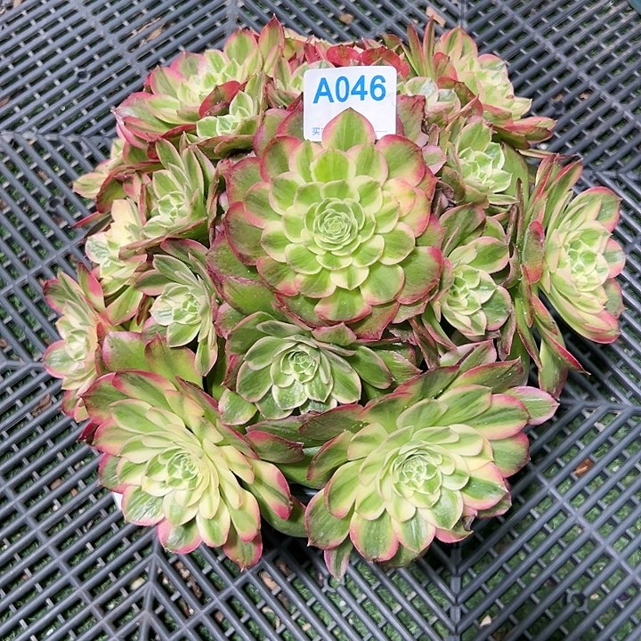 046海王多肉植物