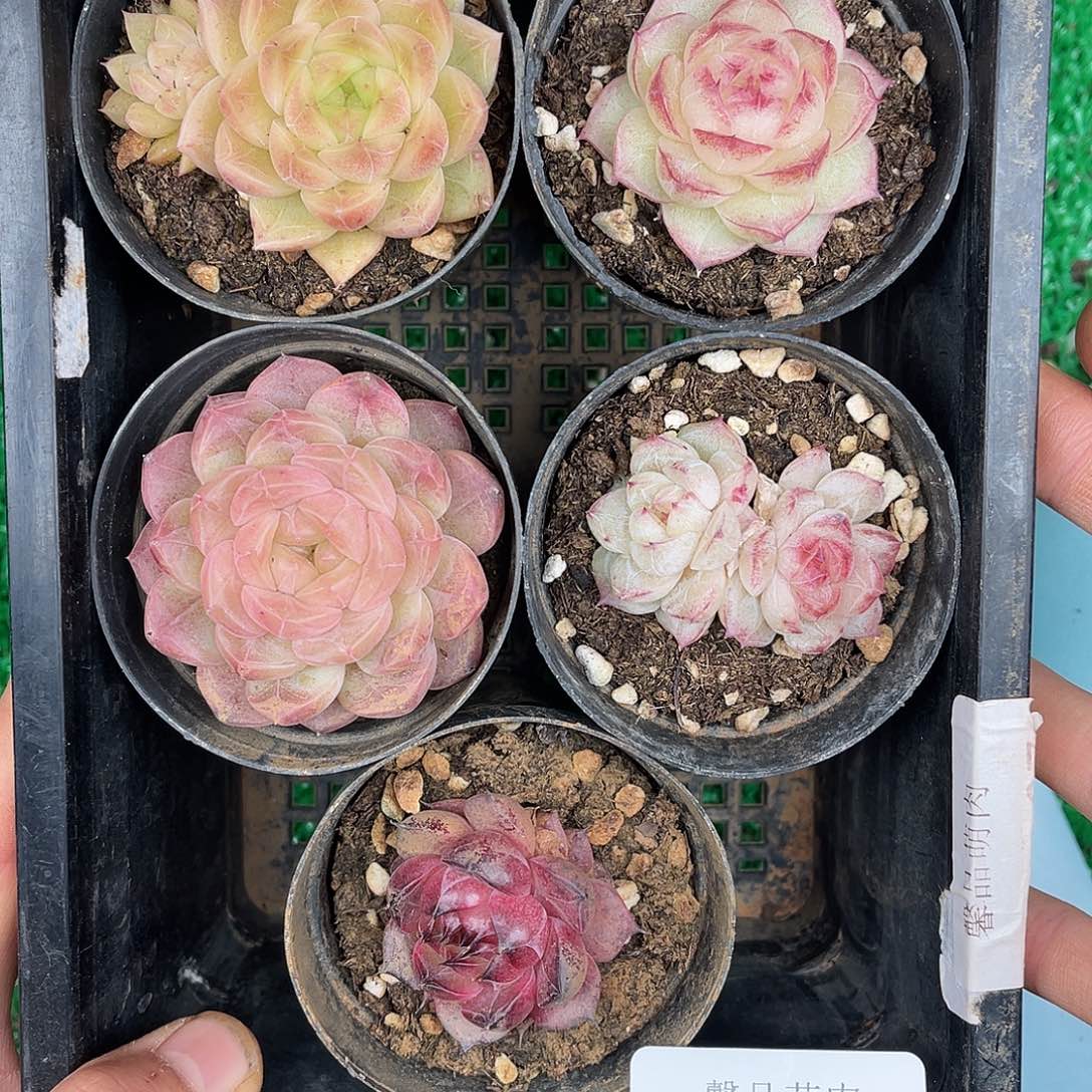 多肉一物一拍29-128