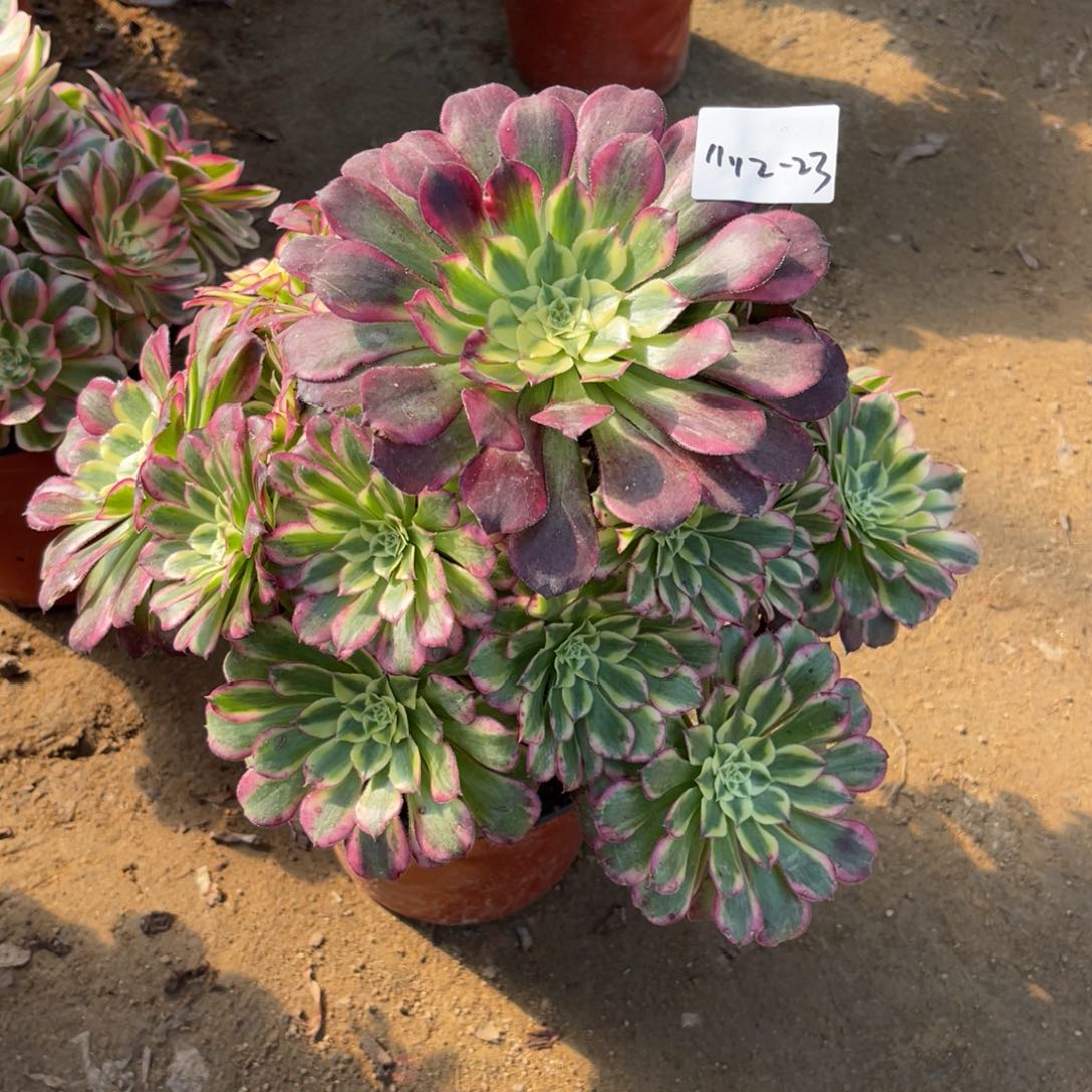 11-12-23天和法师锦多肉