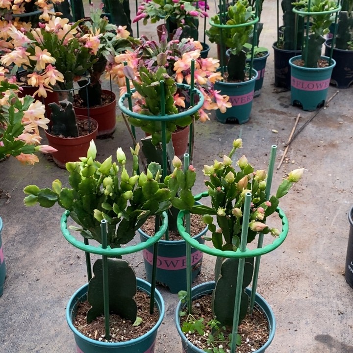 大部分花苞少量开放580，601