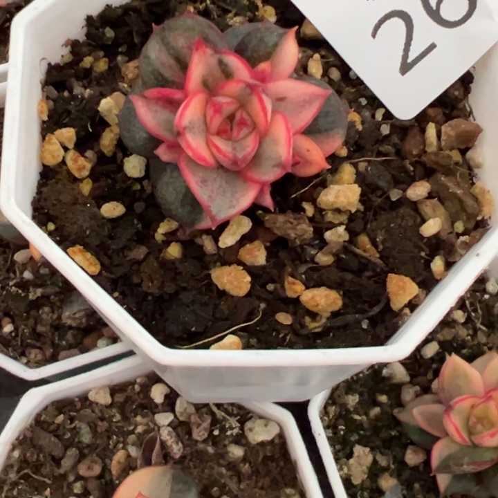 左***纯2619麒麟座锦多肉植物