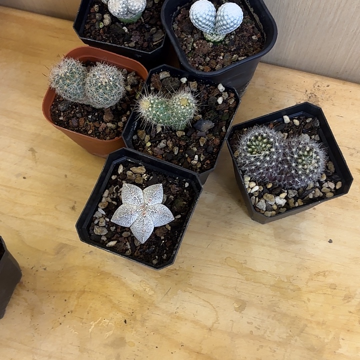 小可爱群品相自观如图6颗