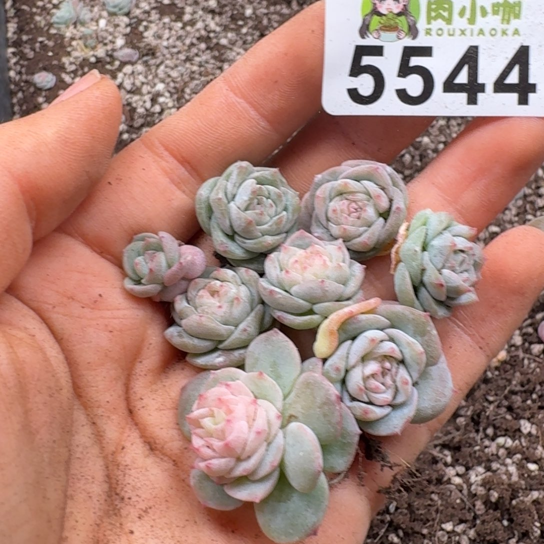 黄***黄多肉植物多肉植物