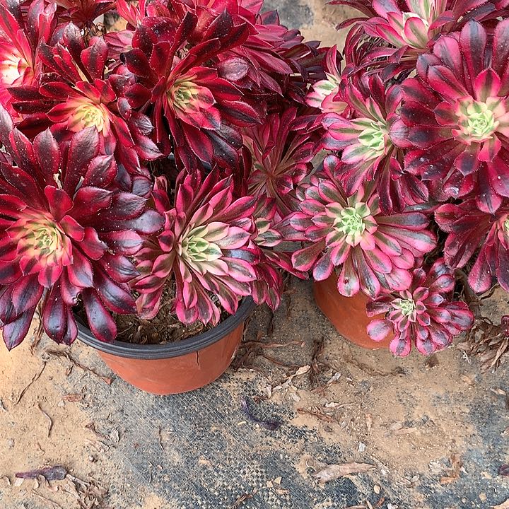 江****姐多肉植物黑童白296