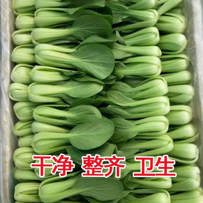 【精品双拼】顺丰包邮新鲜上海青小油菜小白菜奶油白菜农家菜现摘