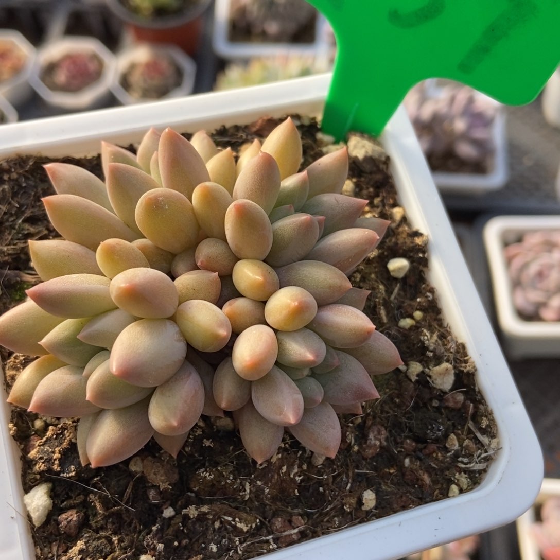 757车厘子多肉植物