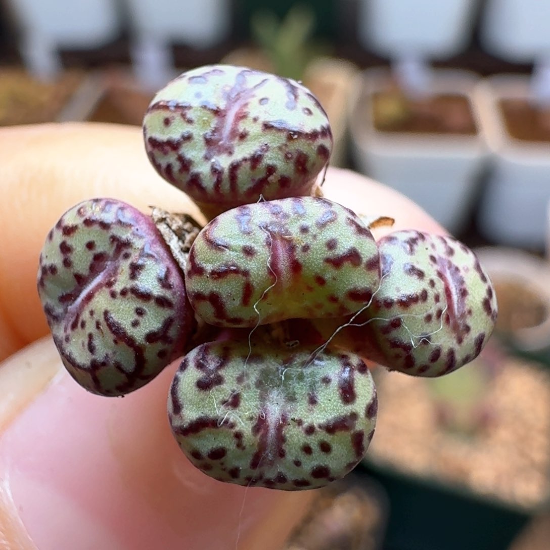 779红宝石安贞0000000000