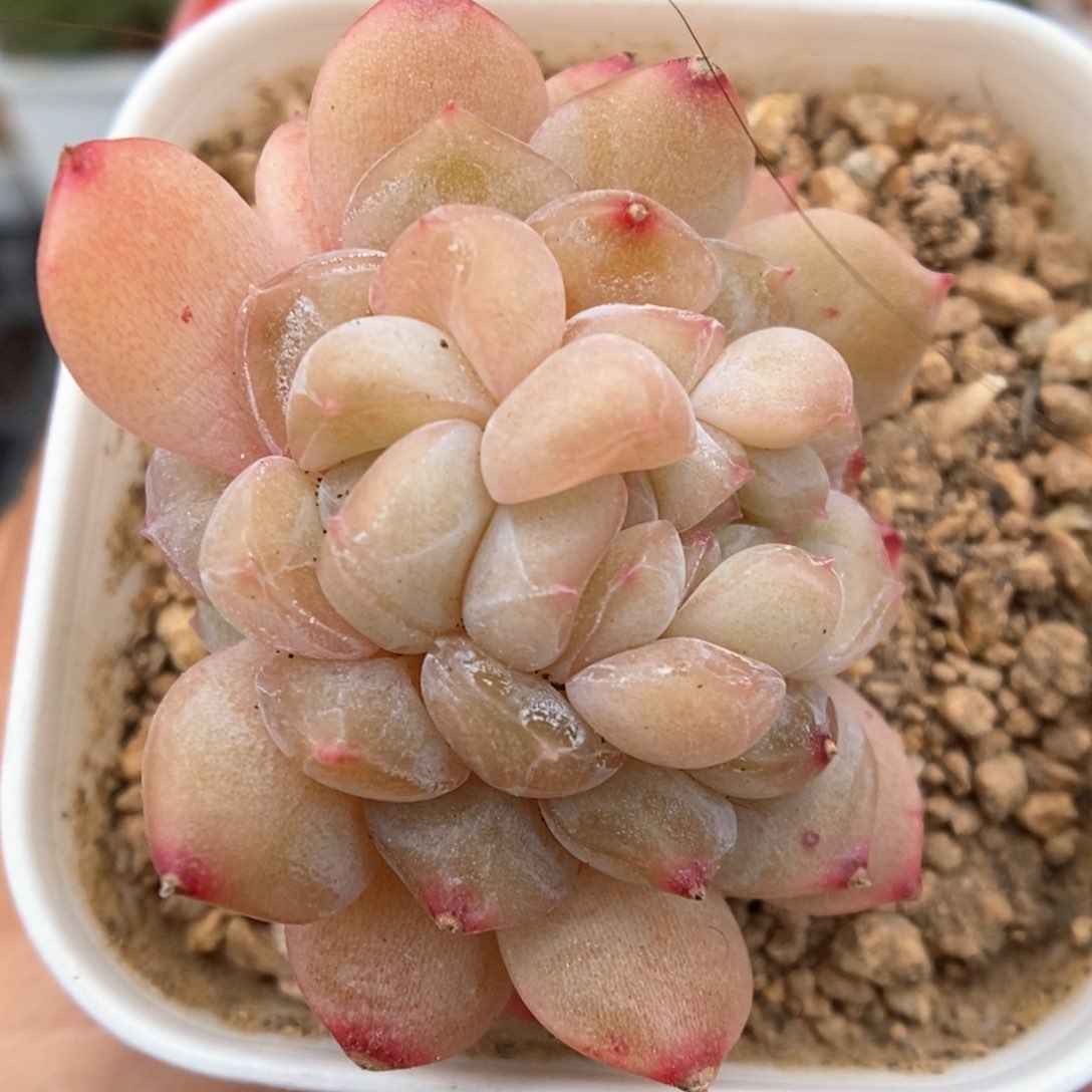 珍妮缀化可拍703号 