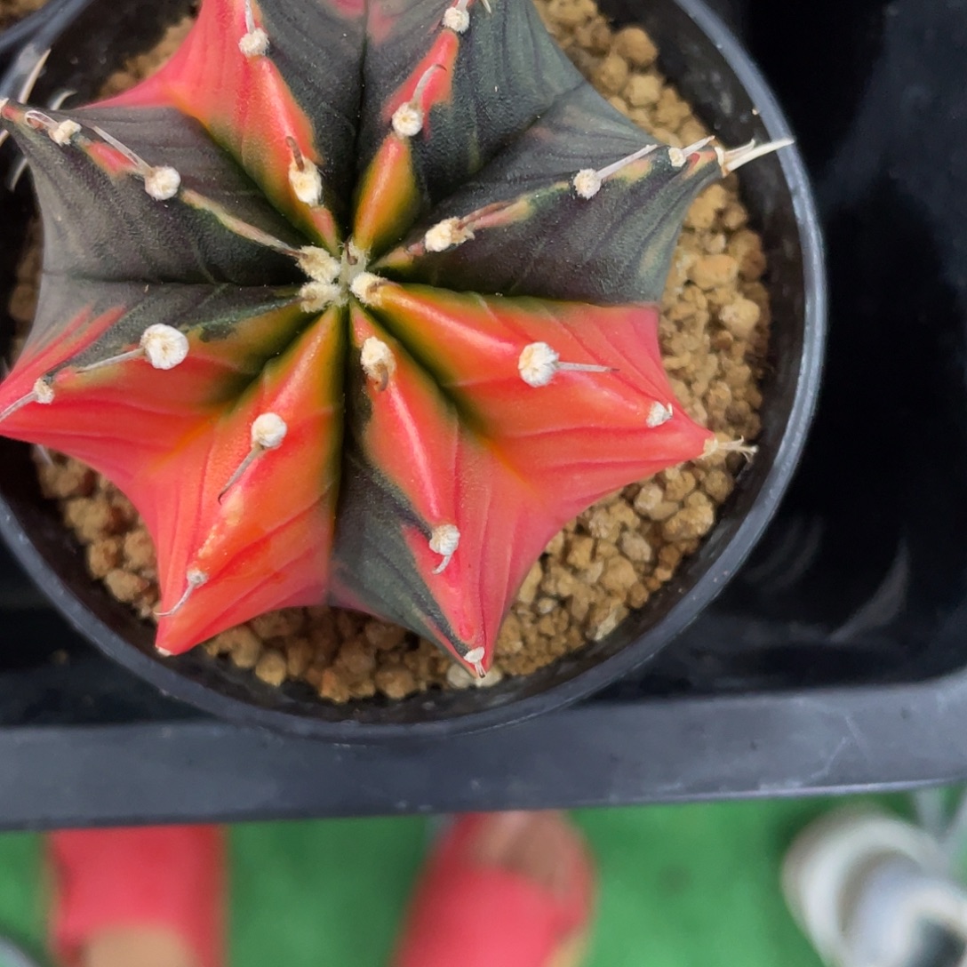 1-165肋骨锦6.3厘米