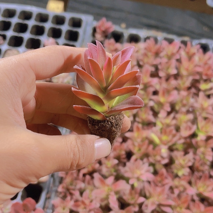 精品火祭多肉植物