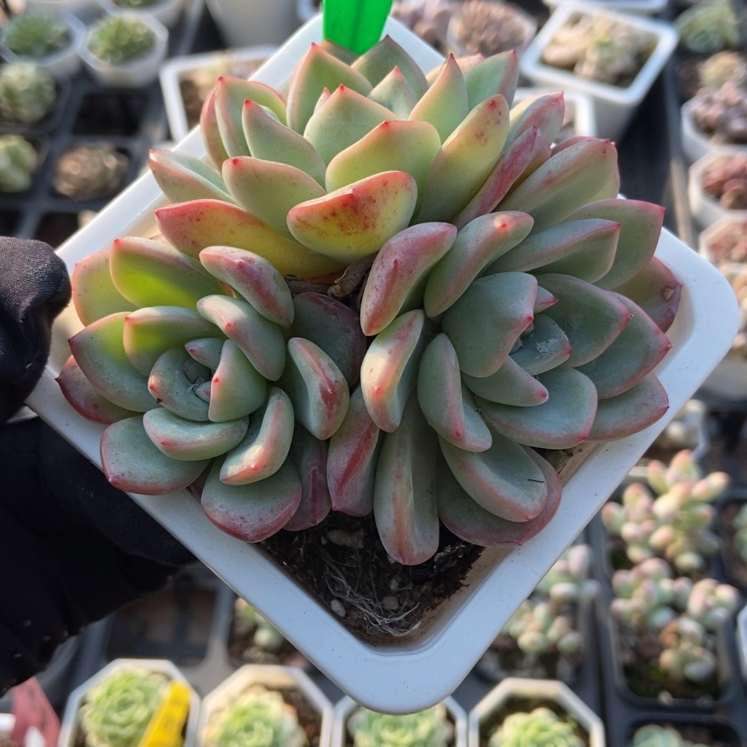 601泡芙多肉植物多肉