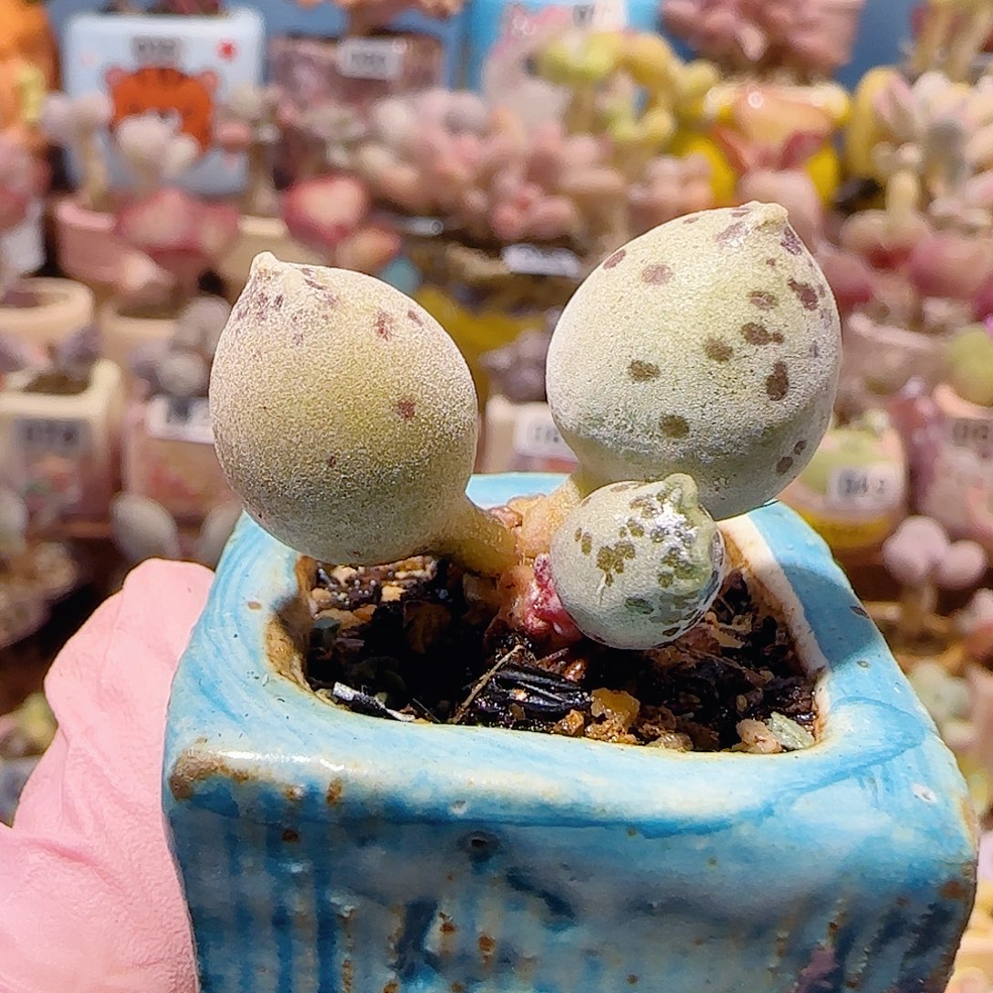 T一家三口双色达摩海豹盆口3.5cm