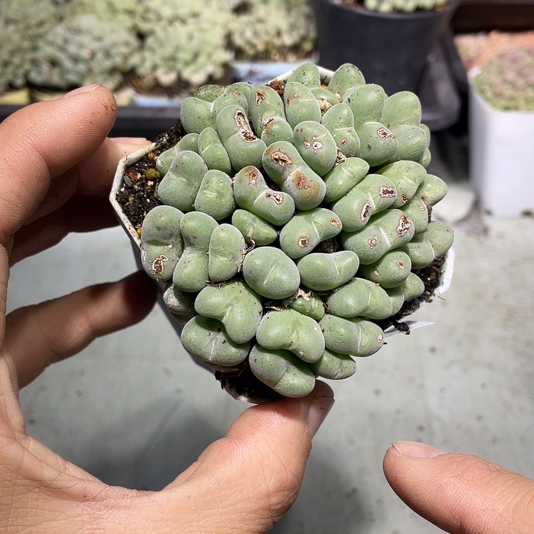 458当天凑满十八元包邮生石花