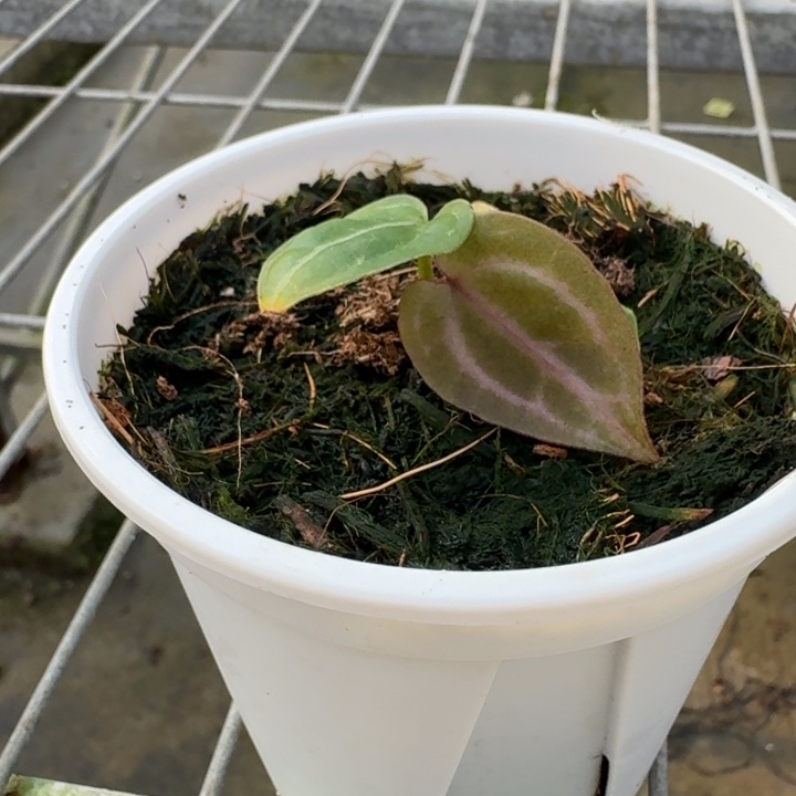 完全开放1号粉紫紫